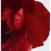 CHANEL N°1 DE CHANEL L'EAU ROUGE Revitalising Fragrance Mist
