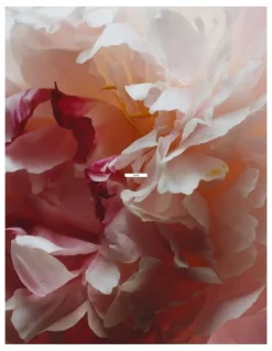 Jo Malone London Peony & Blush Suede Cologne